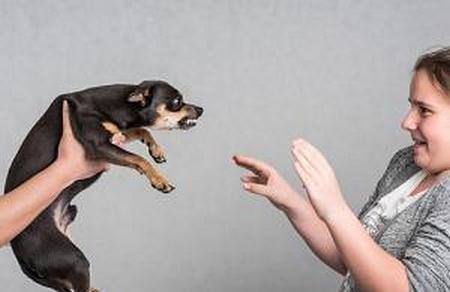 Lombard dog bite lawyer