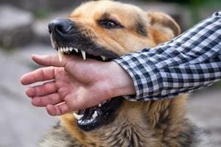 Naperville dog bite injury lawyer