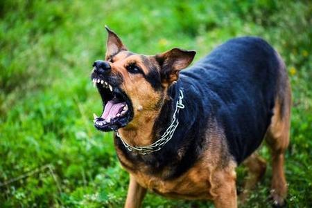 Bloomingdale Dog Bite Injury Attorney
