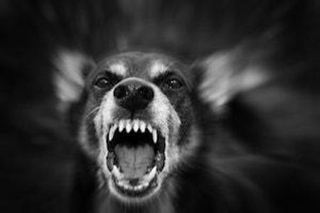 ferocious-dogs-DuPage-County.jpg